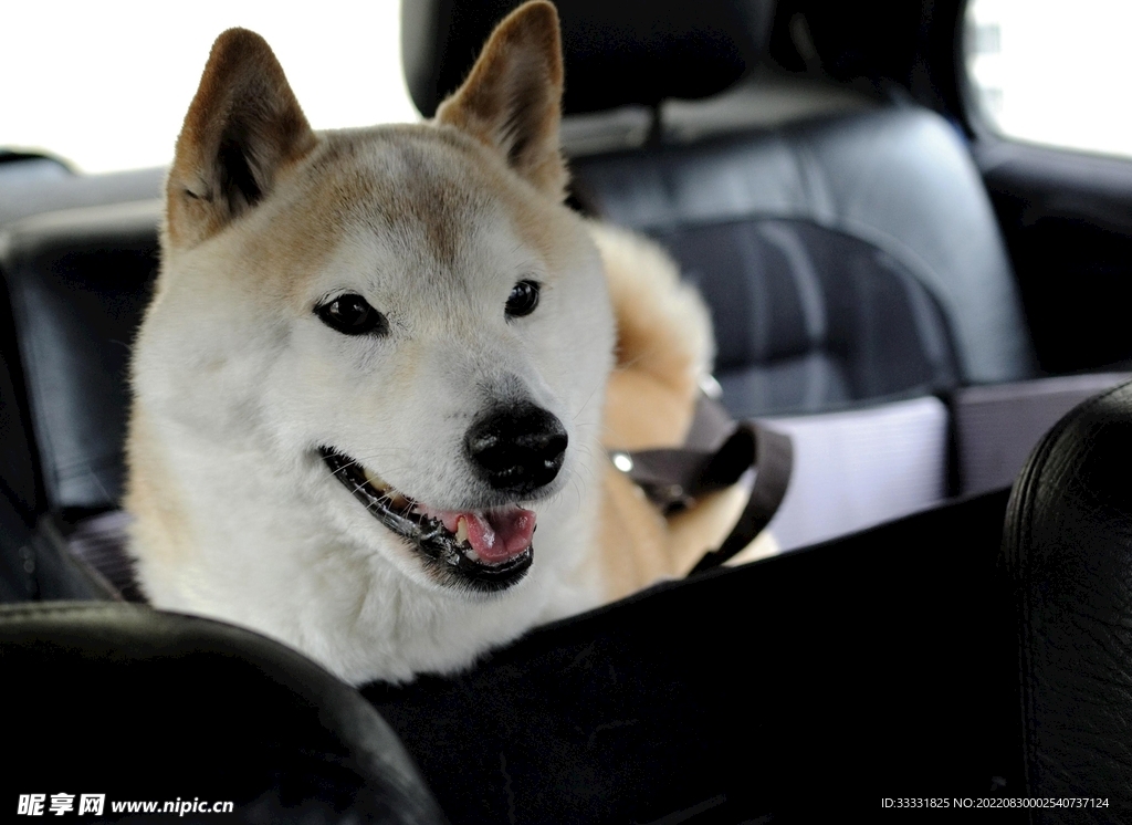 狗