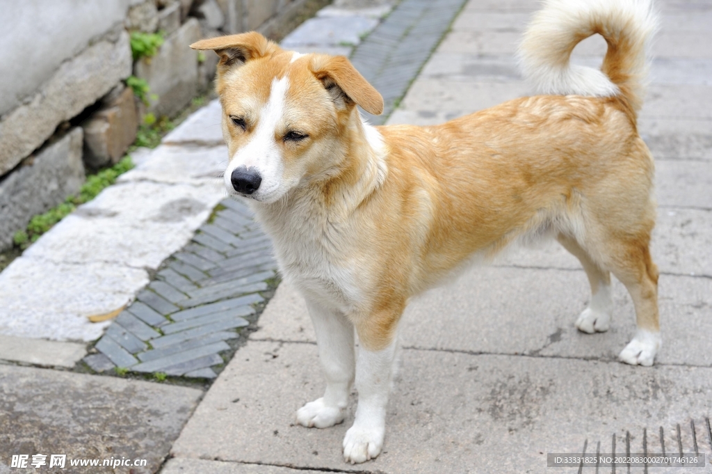 狗