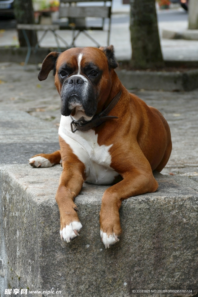 狗