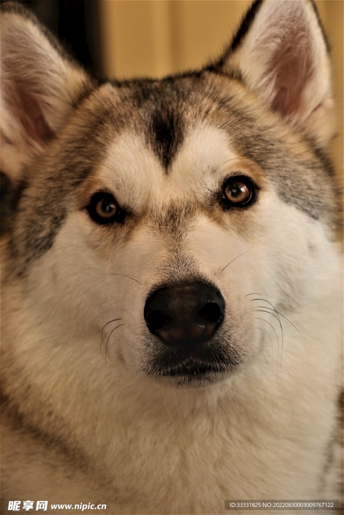 狗
