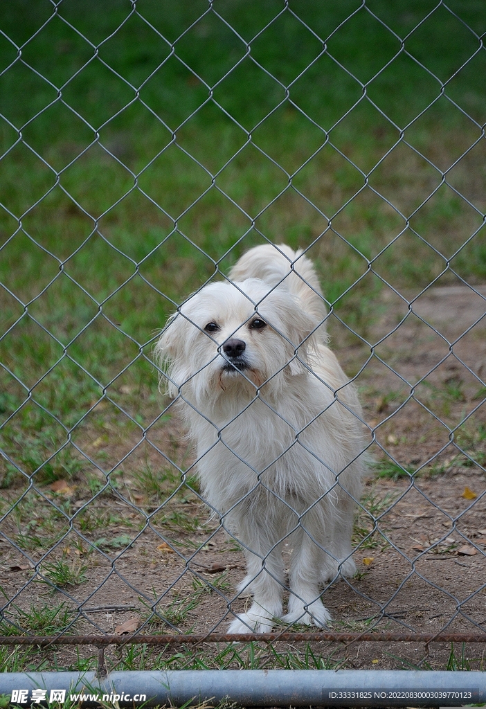狗