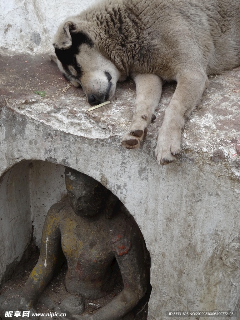 狗
