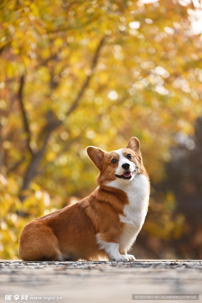 狗
