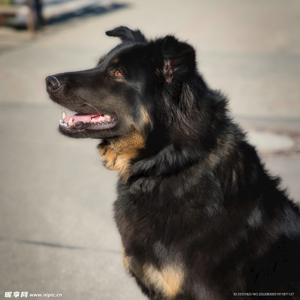 狗