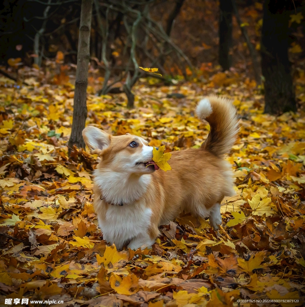 狗