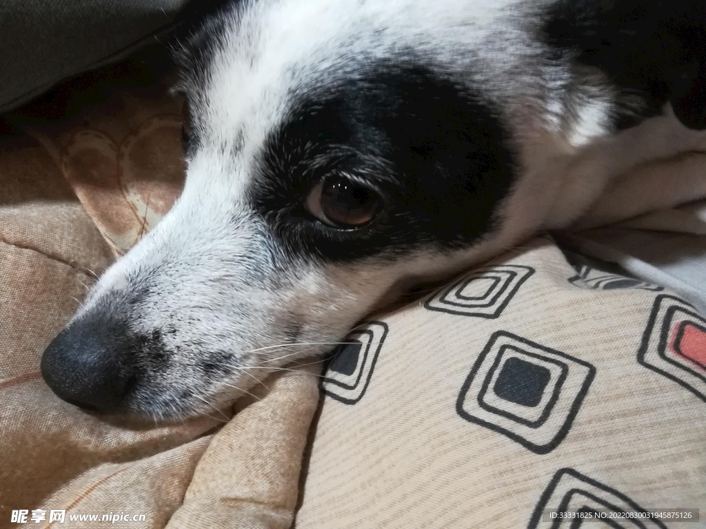 狗