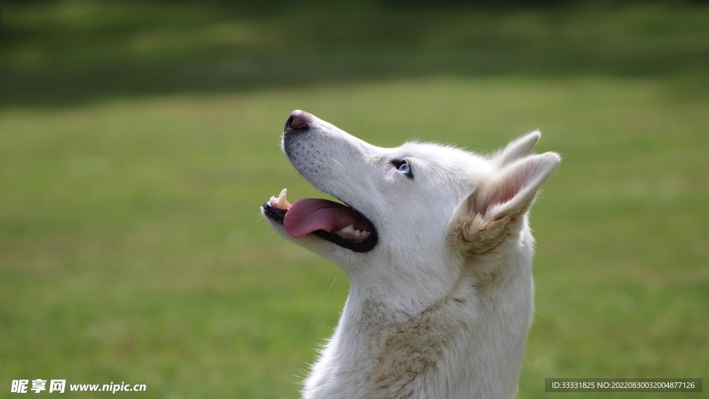 狗