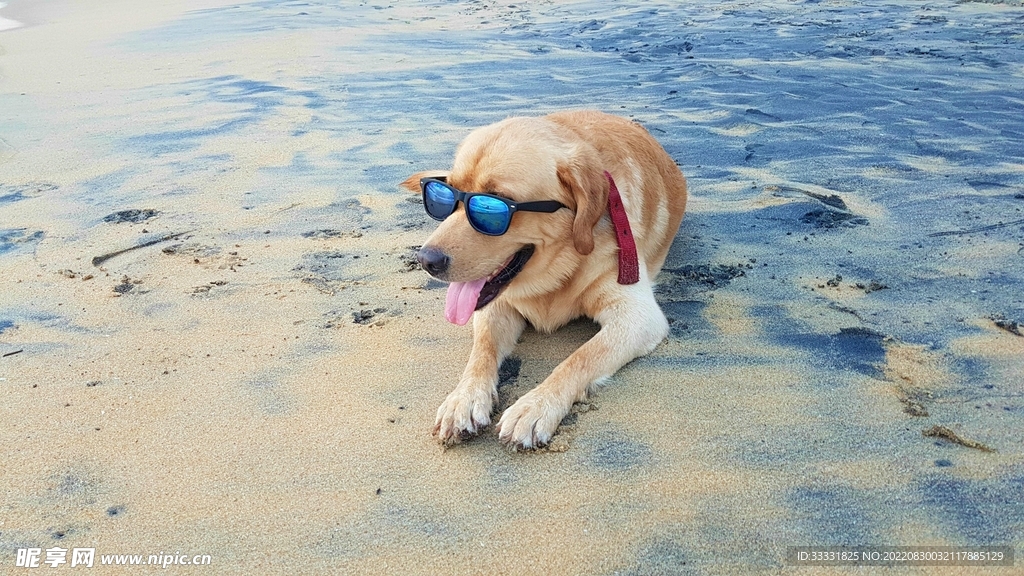 狗