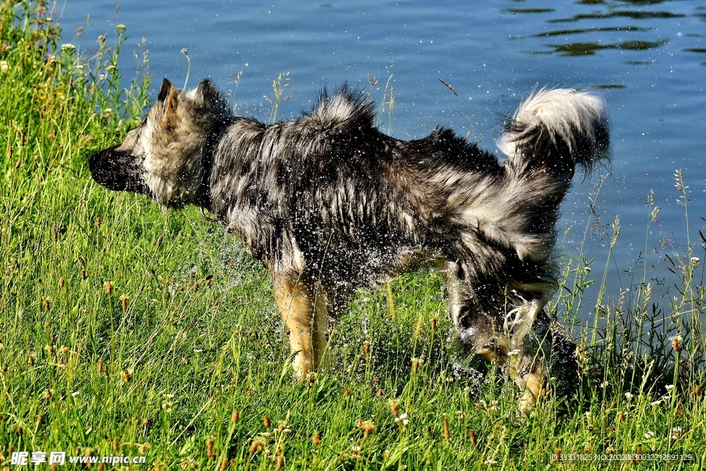 狗