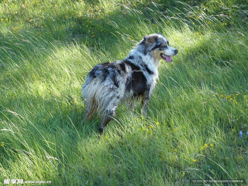 狗