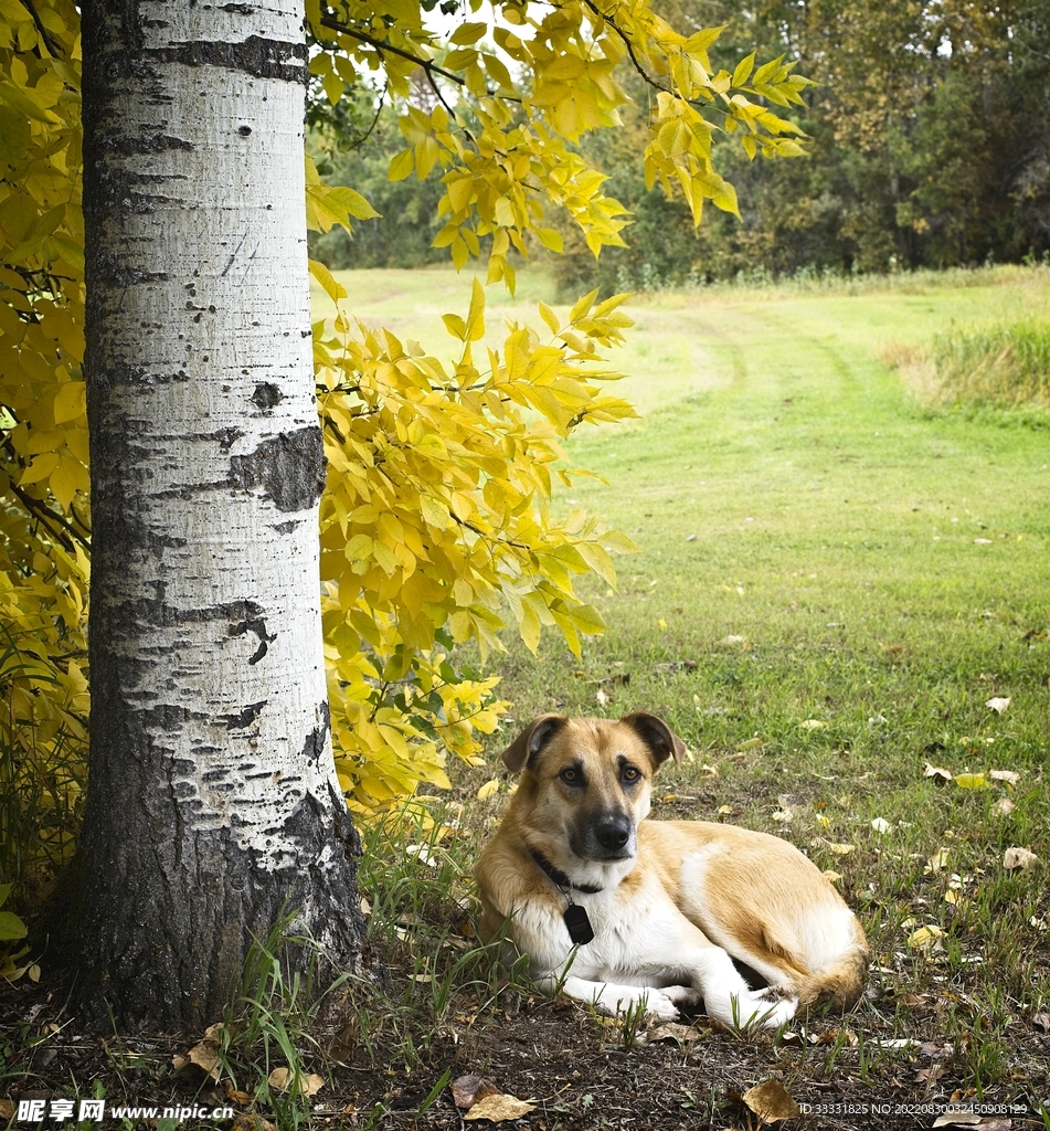 狗