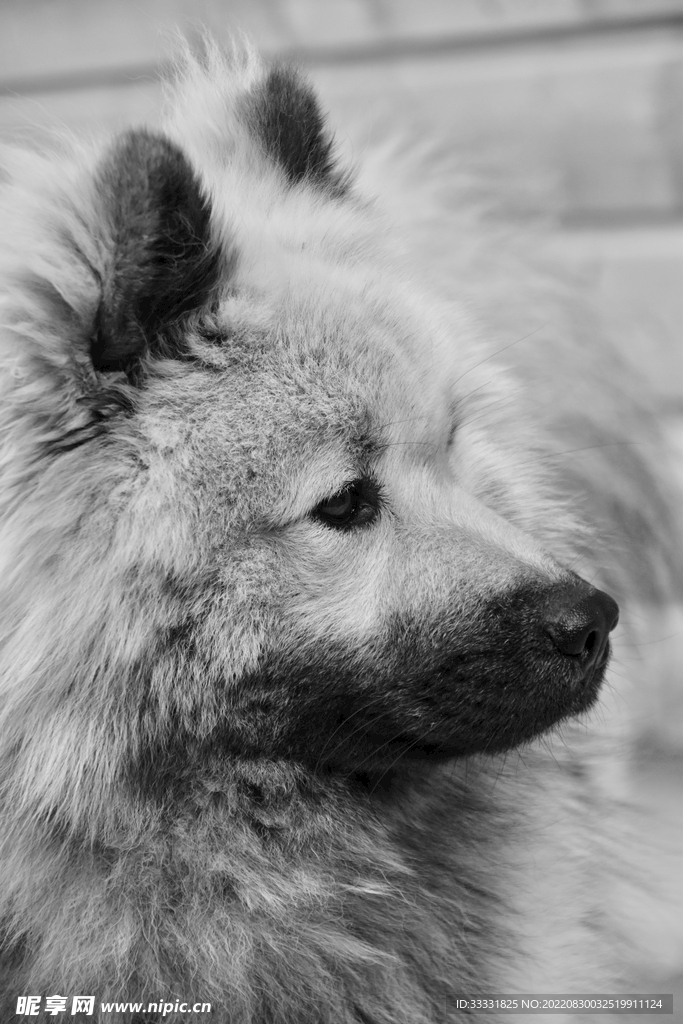 狗