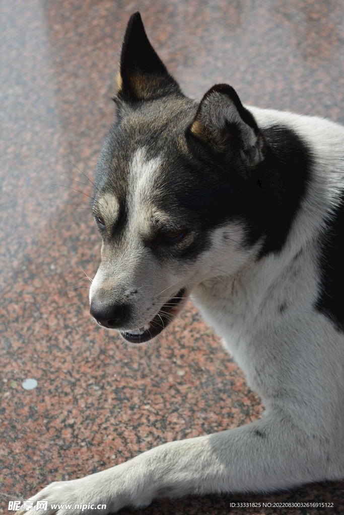 狗