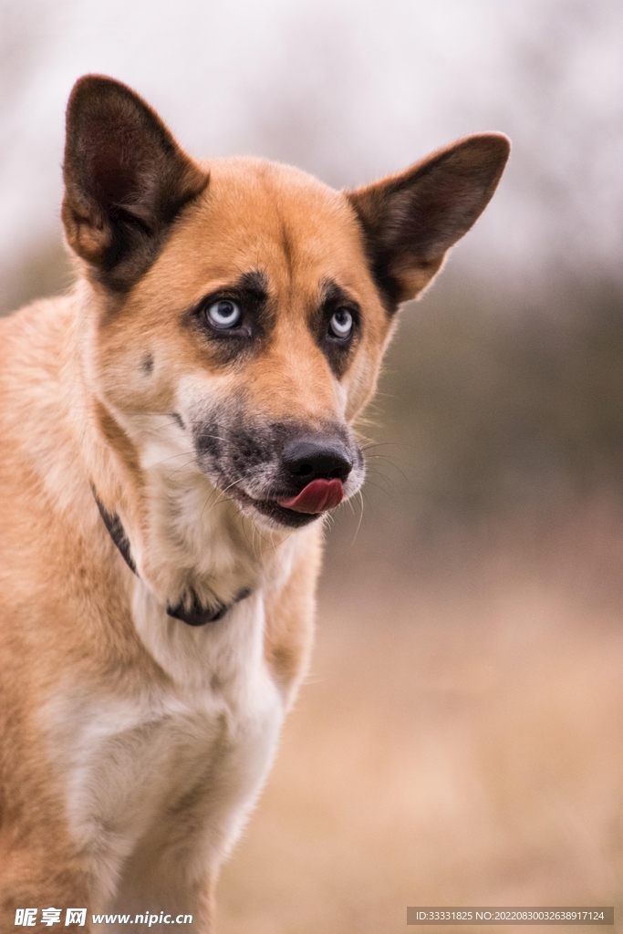 狗