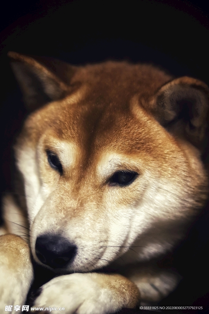 狗
