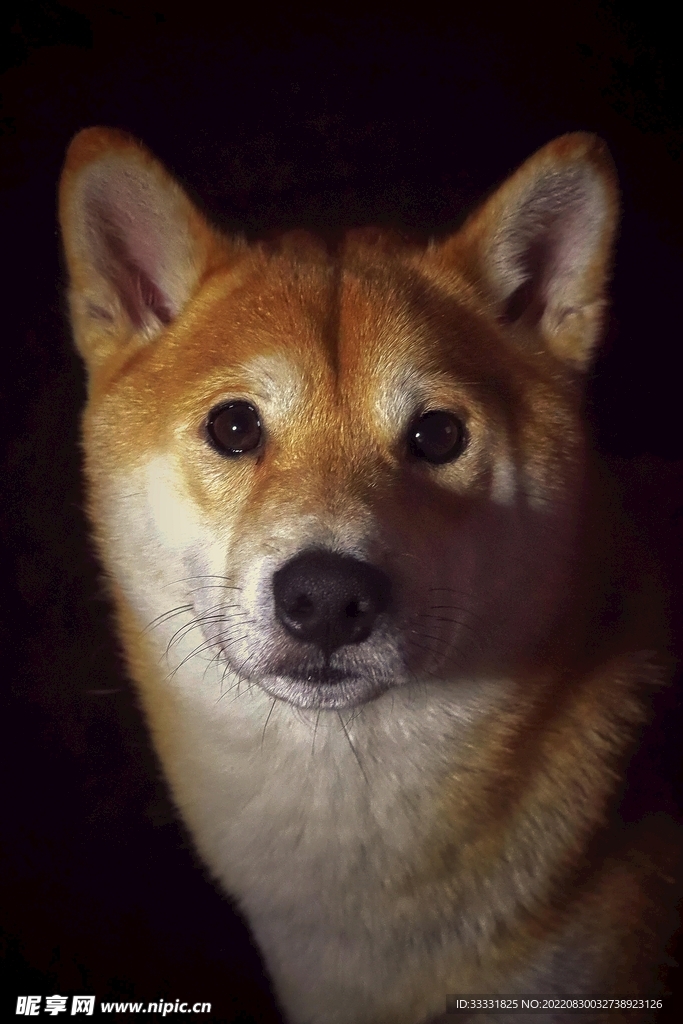 狗