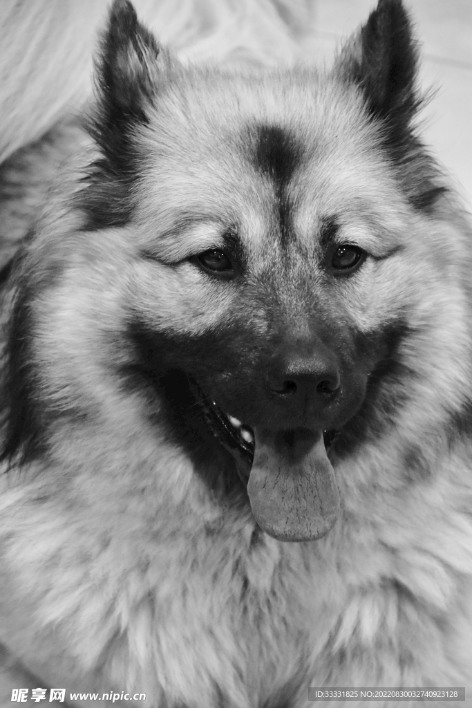 狗