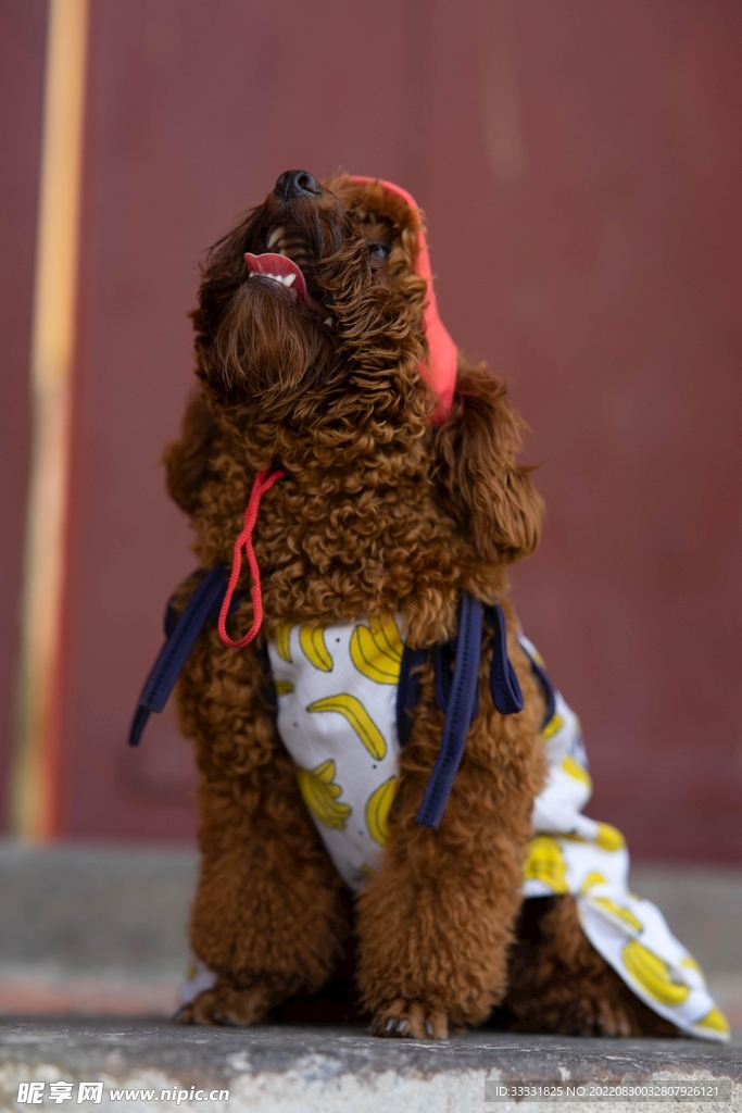 狗