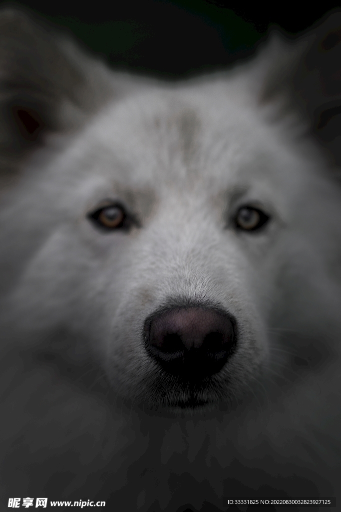 狗