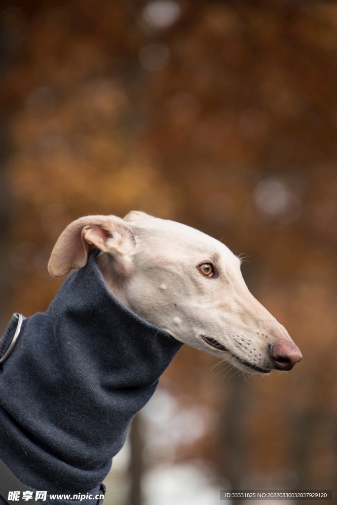 狗