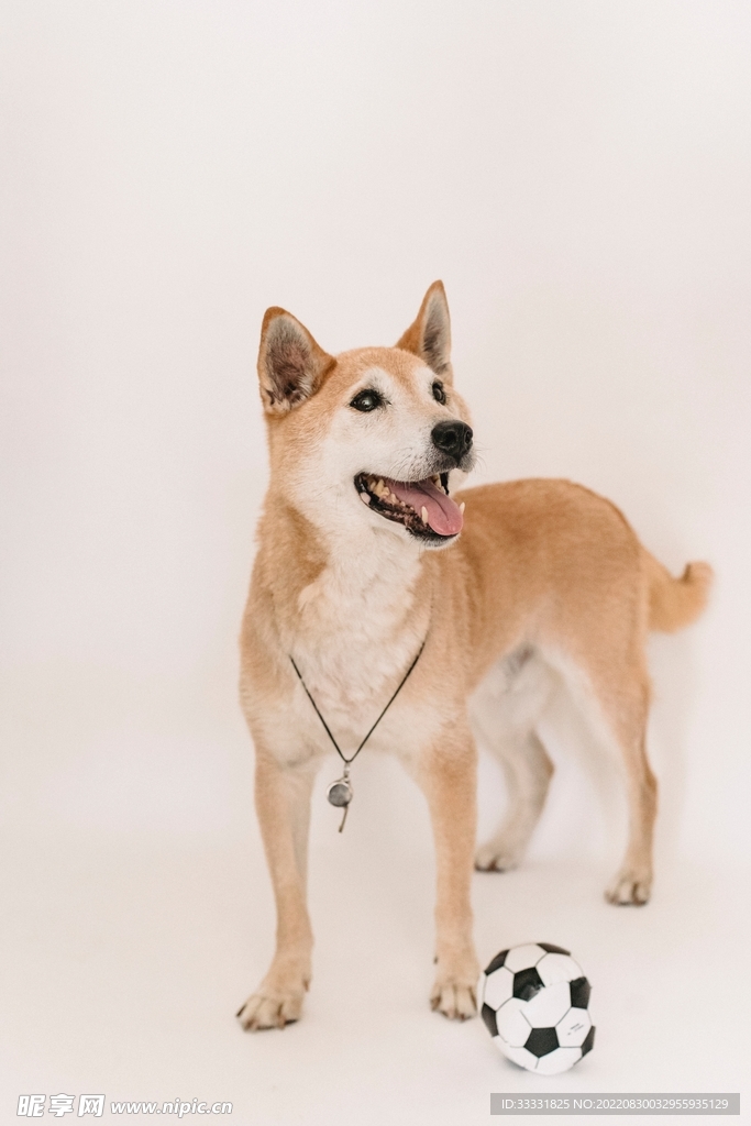 狗