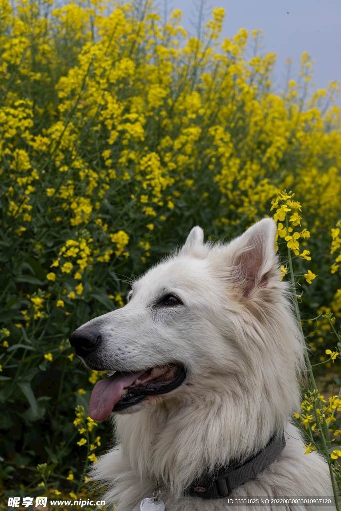 狗
