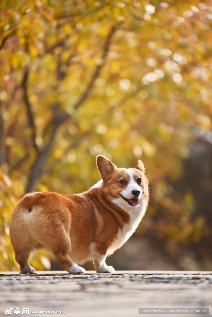 狗