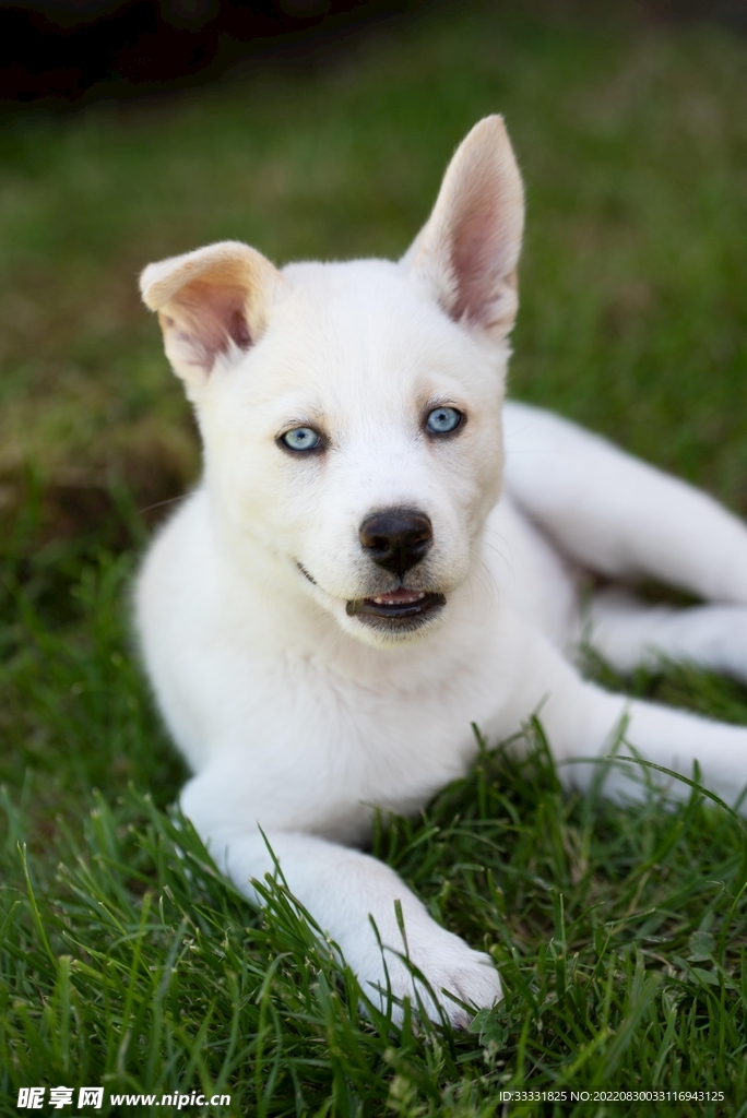 狗