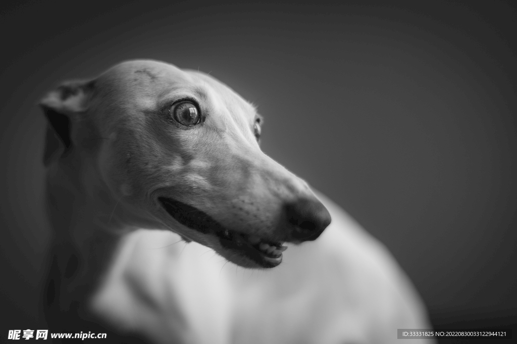 狗