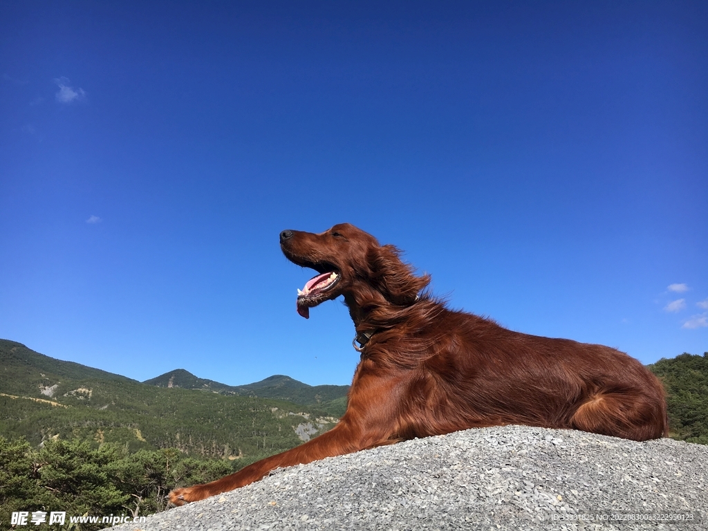 狗