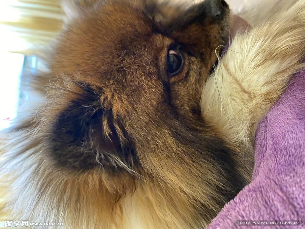 狗