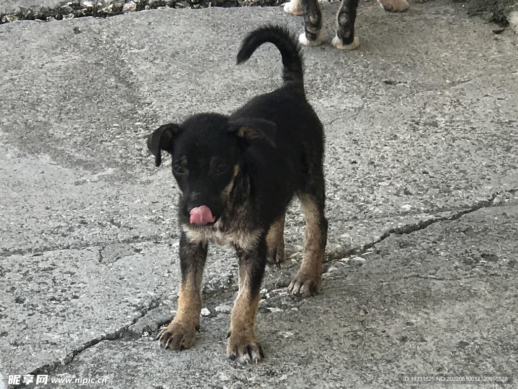 狗