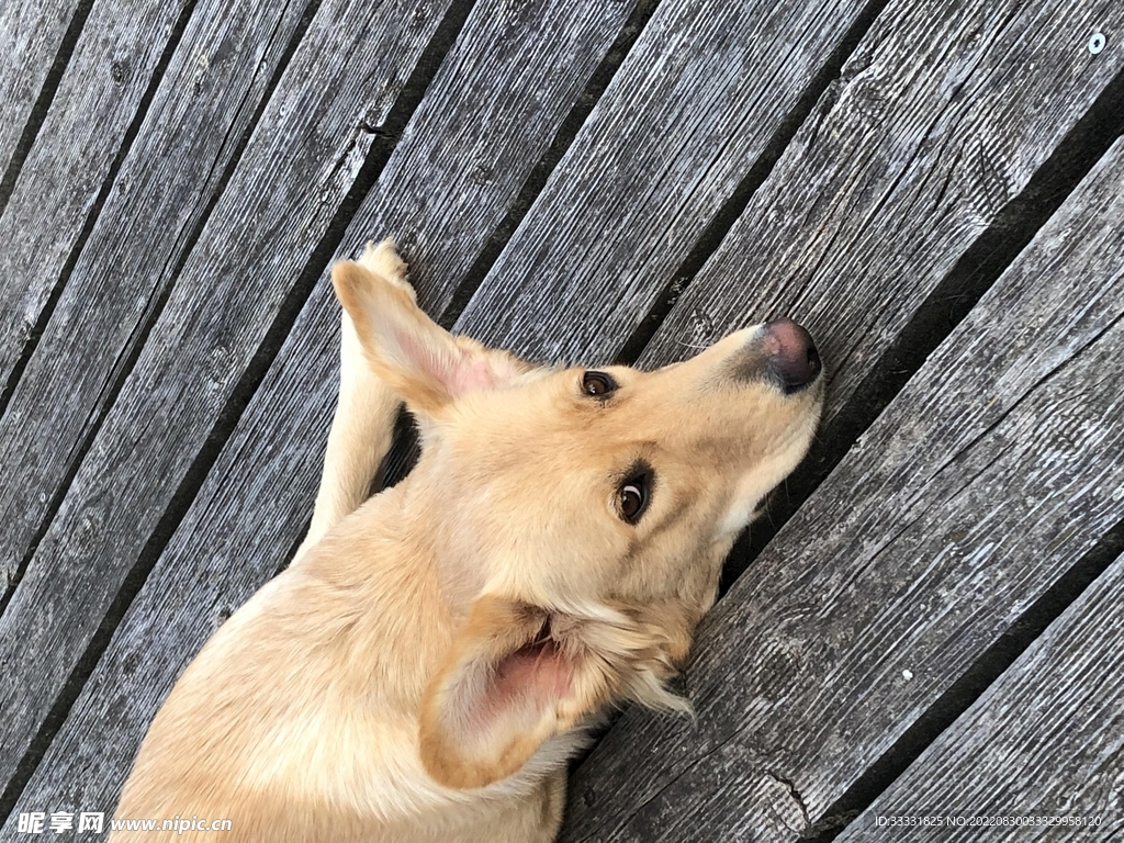 狗
