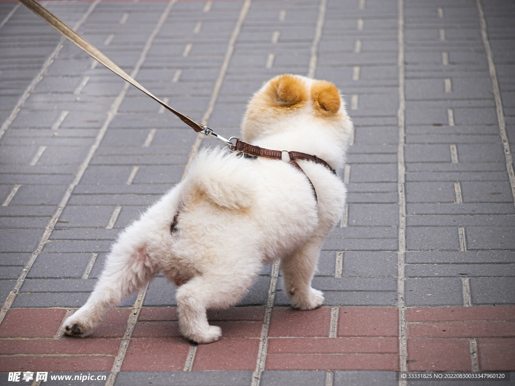 狗