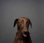 狗