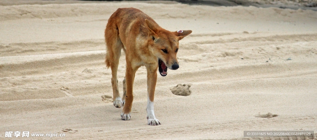 狗