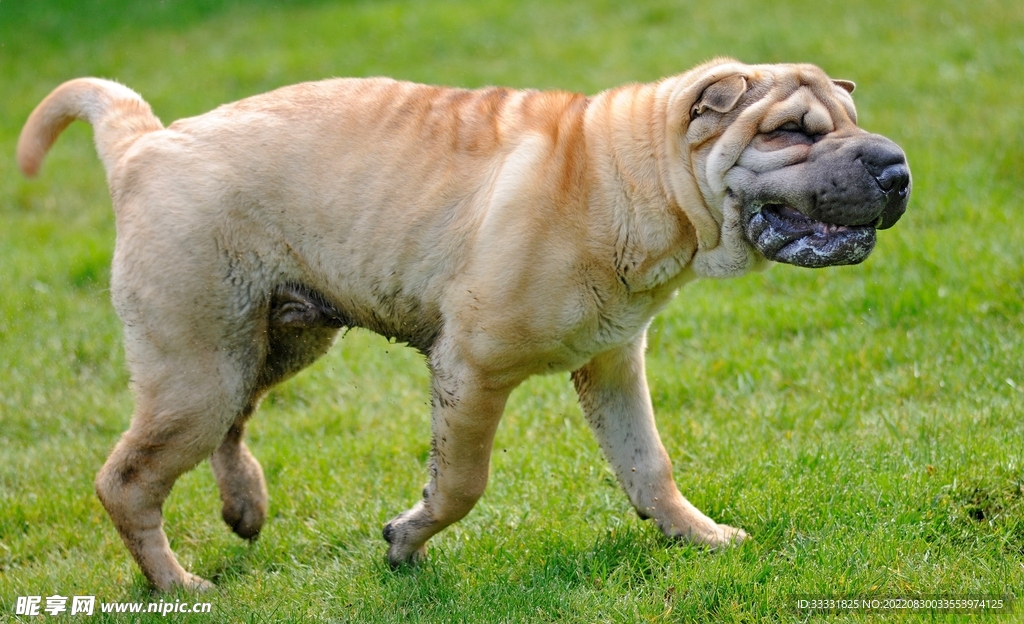 狗