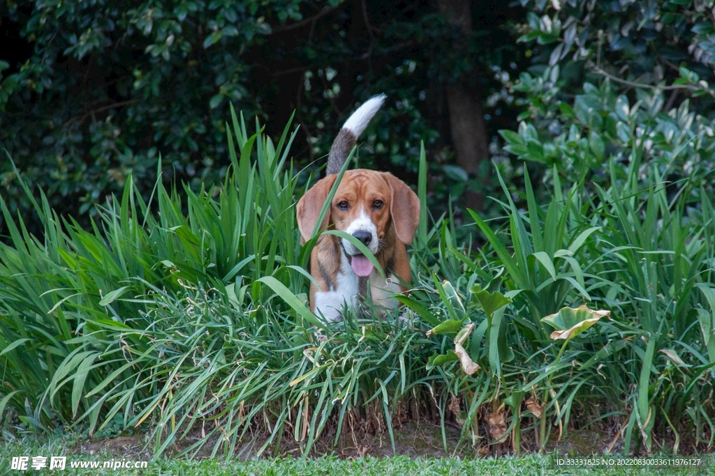 狗