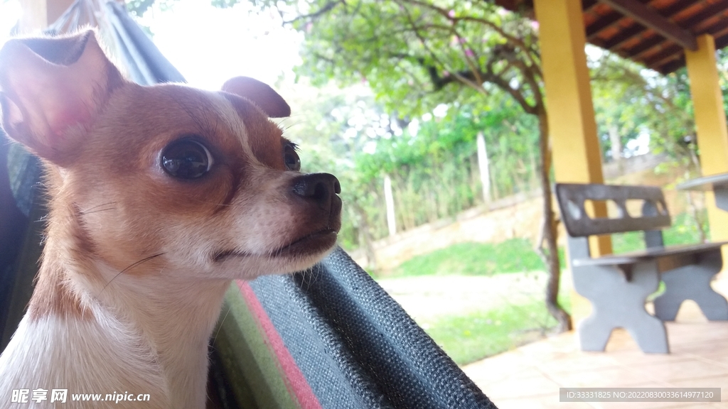 狗
