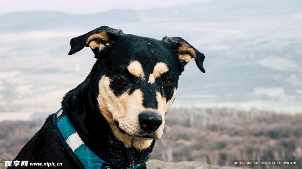 狗