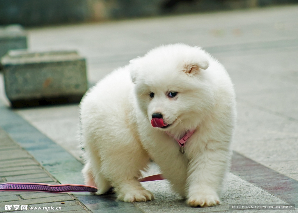 狗
