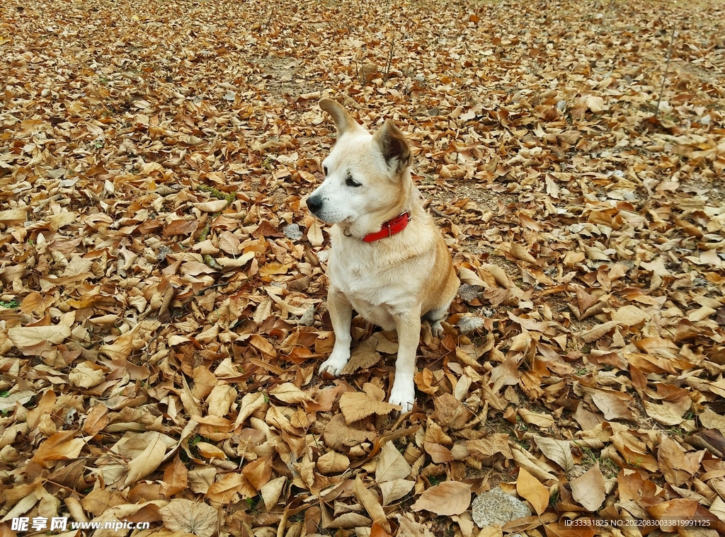 狗