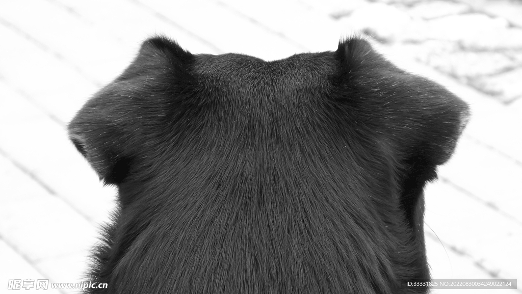 狗