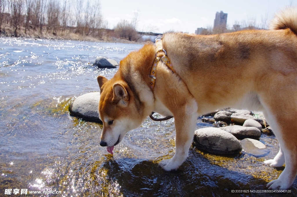 狗