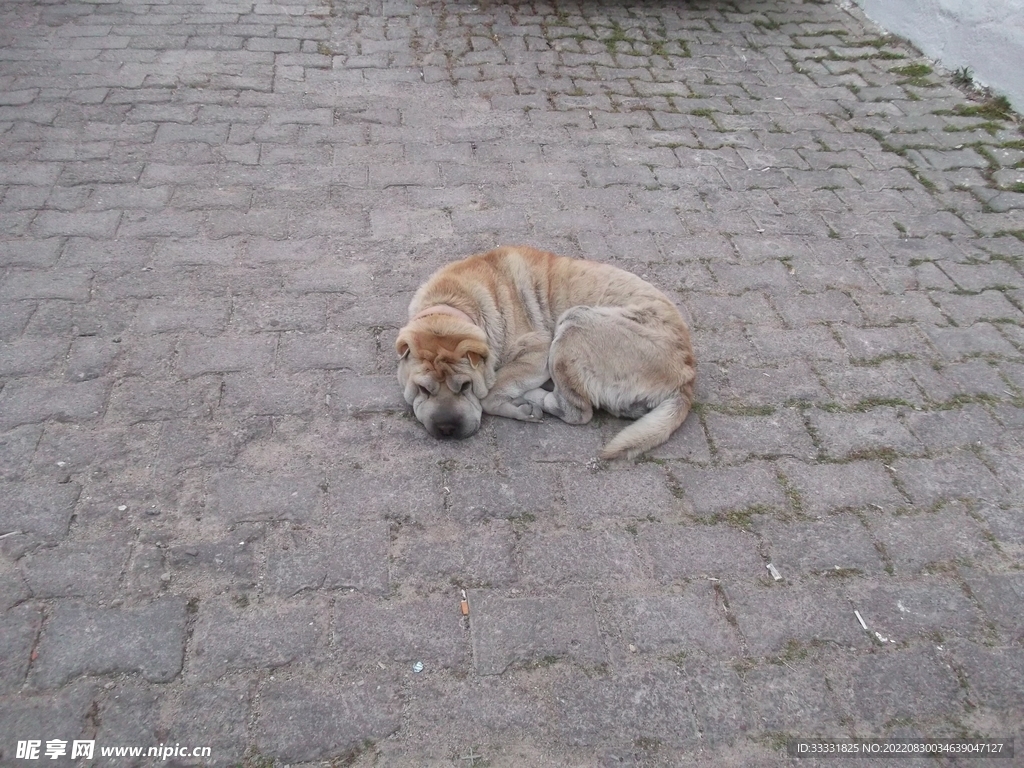 狗