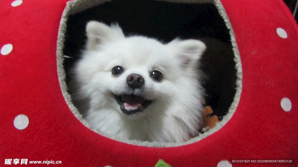 狗