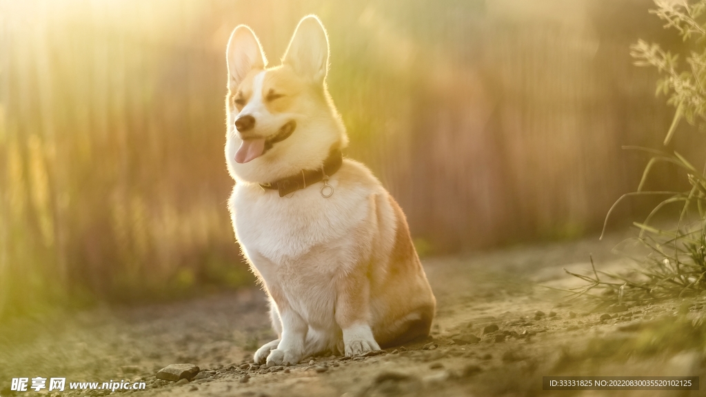 狗
