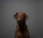 狗