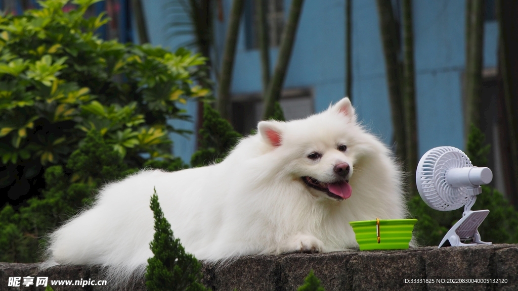 狗