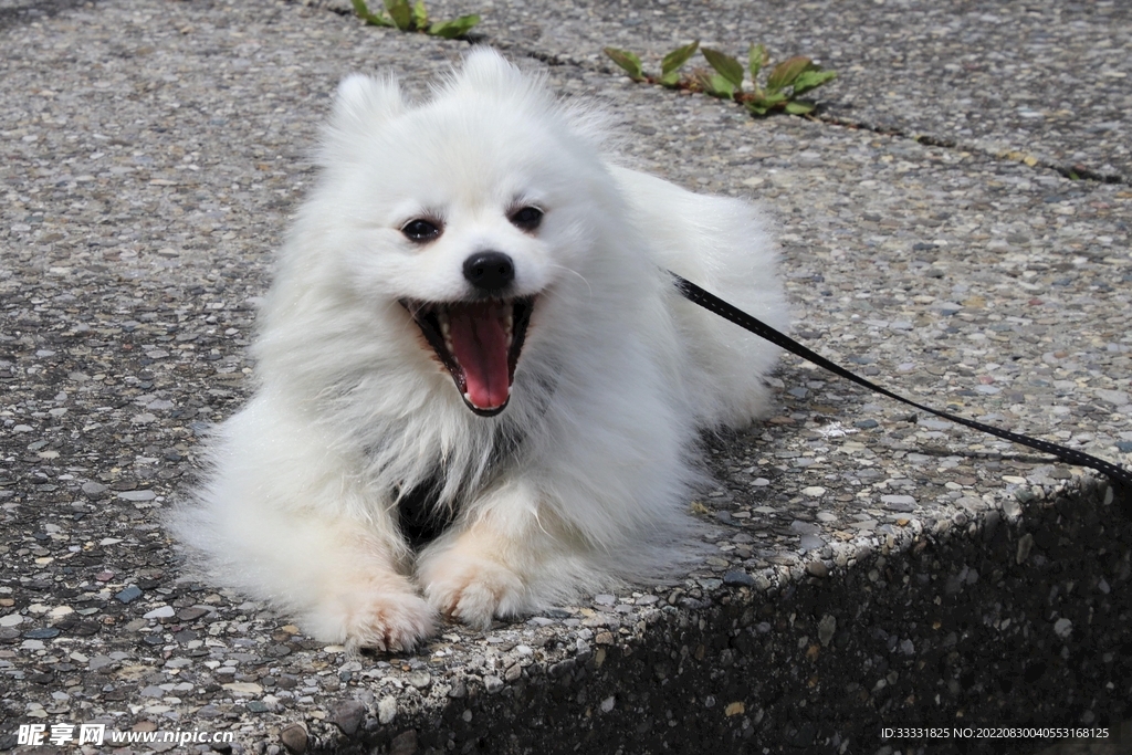 狗